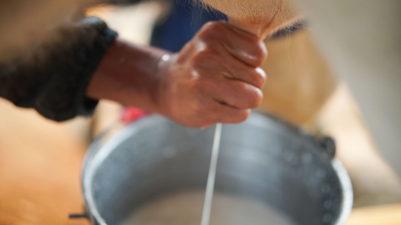सर्दी में गुड़ के साथ मवेशियों के खिलाएं ये दो चीज, नहीं पड़ेंगी बीमार.. बढ़ जाएगा दूध उत्पादन