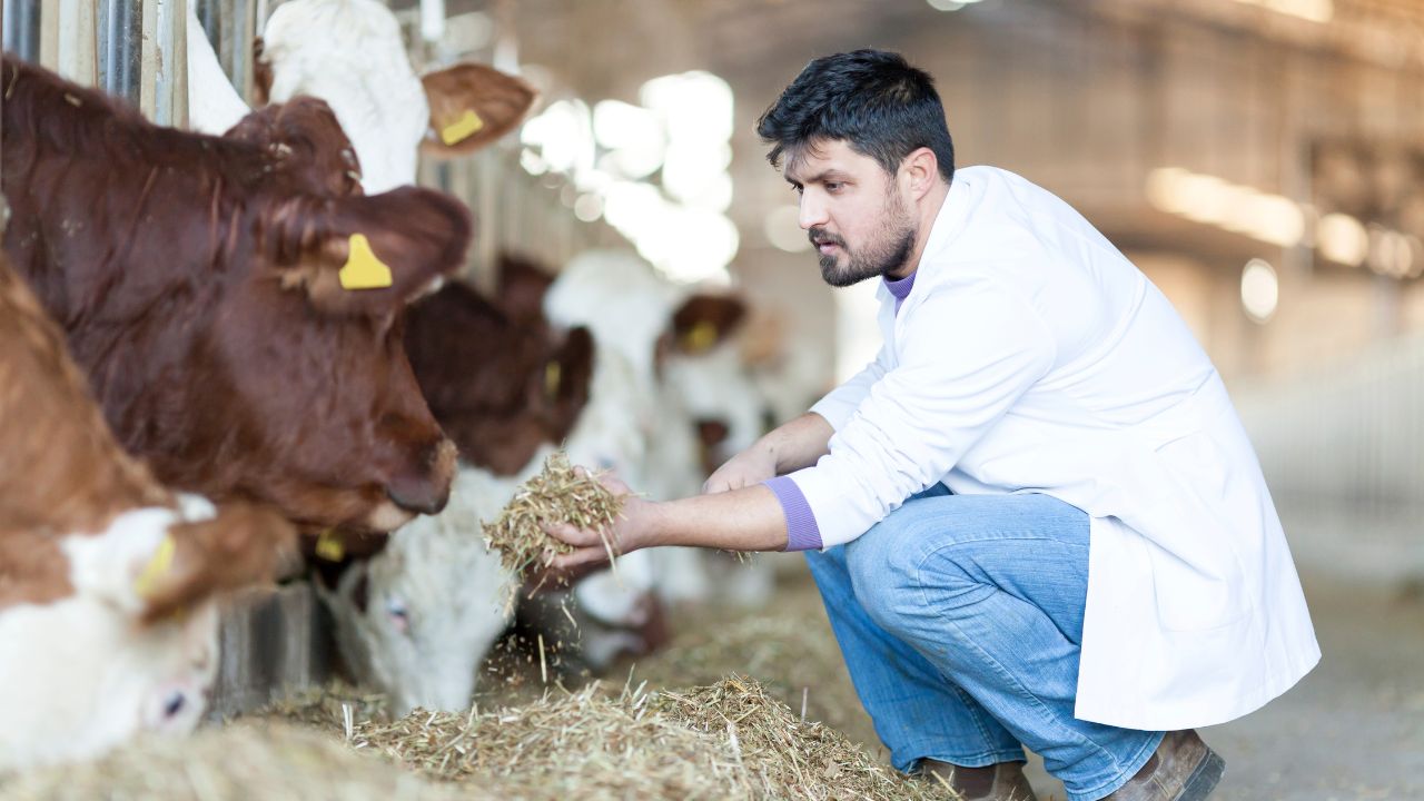 Dairy Farming: दूध की बहेगी धारा… बस इस तरह रखें गायों का खयाल, रोज 25–30 लीटर तक देंगी दूध!