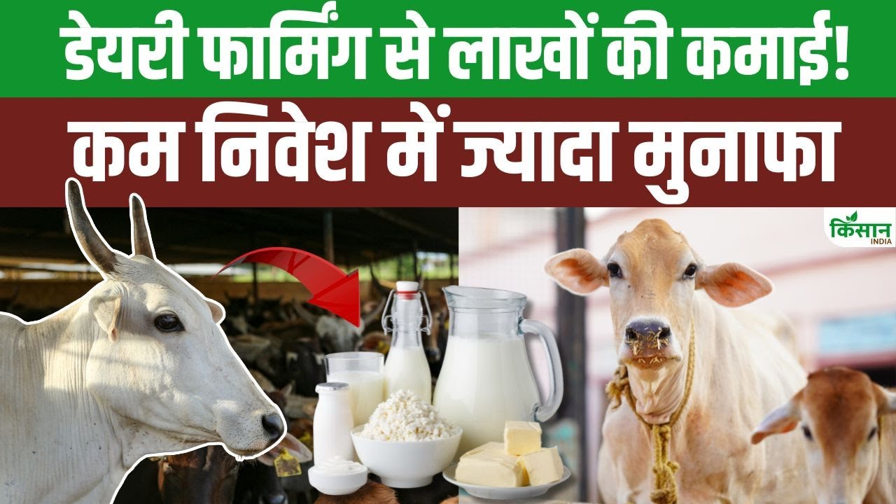 लोगों में बढ़ रहा डेयरी फार्मिंग का क्रेज, कम निवेश में मिल रहा ज्यादा मुनाफा