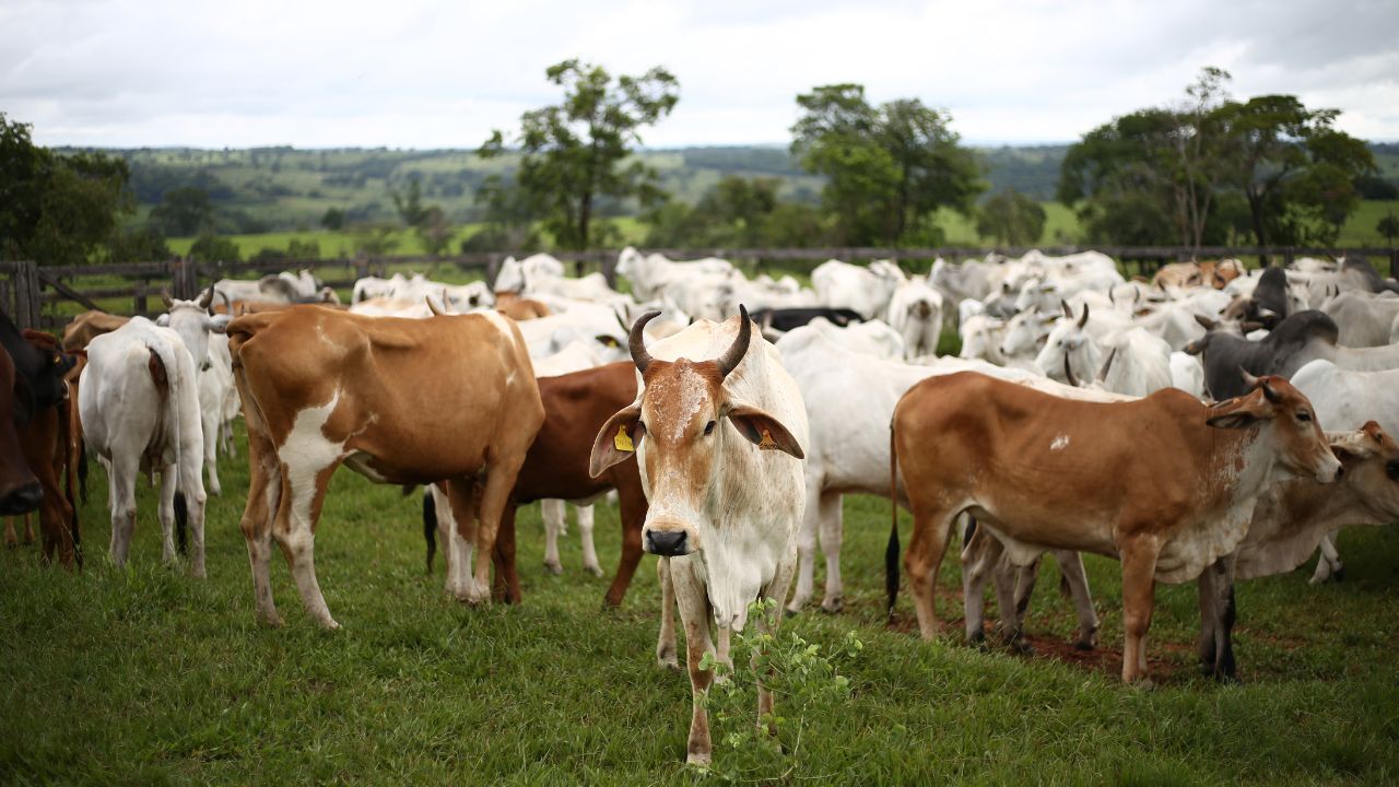 Dairy Farming: किसानों की बल्ले-बल्ले! गाय की ये 5 नस्लें देती हैं 20L तक दूध, बीमारियों से भी रहती हैं सुरक्षित!
