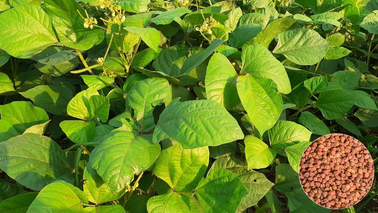 सूखे इलाकों के लिए बेस्ट है ये देसी चना किस्म, जानिए खेती का पूरा गणित