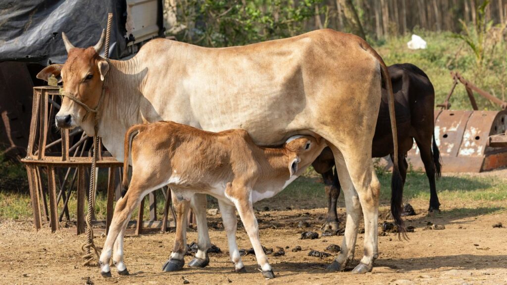 बद्री गाय एक कम लागत वाली देसी नस्ल है, जो हिमालय के बुग्याल में चरकर दूध देती है.दोनों में उपयोगी हैं. (Photo Credit: Canva)
बद्री गाय एक कम लागत वाली देसी नस्ल है, जो हिमालय के बुग्याल में चरकर दूध देती है.दोनों में उपयोगी हैं. (Photo Credit: Canva)