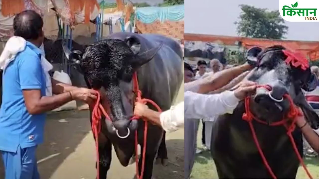 हरियाणा के ‘विधायक’ की कीमत 8 करोड़, भैंसे से मालिक की सालाना कमाई जानकर चौंक जाएंगे आप