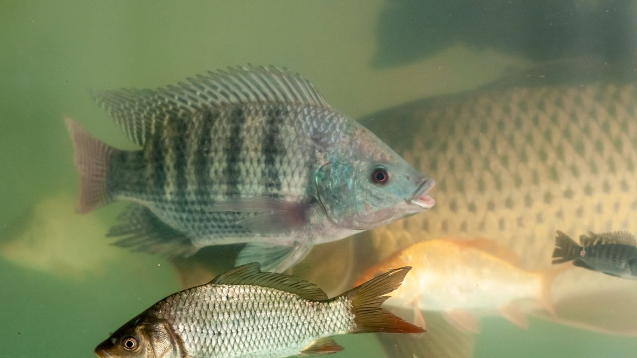 Fish Disease : मछली पालक जान लें मछलियों के रोग, लक्षण और घरेलू उपचार, ताकि नुकसान से बच सकें