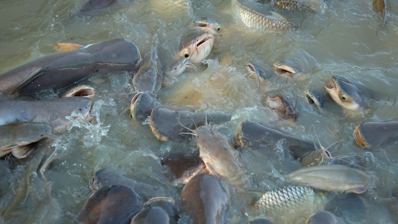 Fish Farming: महंगा चारा छोड़ें देसी तरीका अपनाएं, मछलियां खुद मोटी होंगी और पैसों से आपकी जेब भरेगी