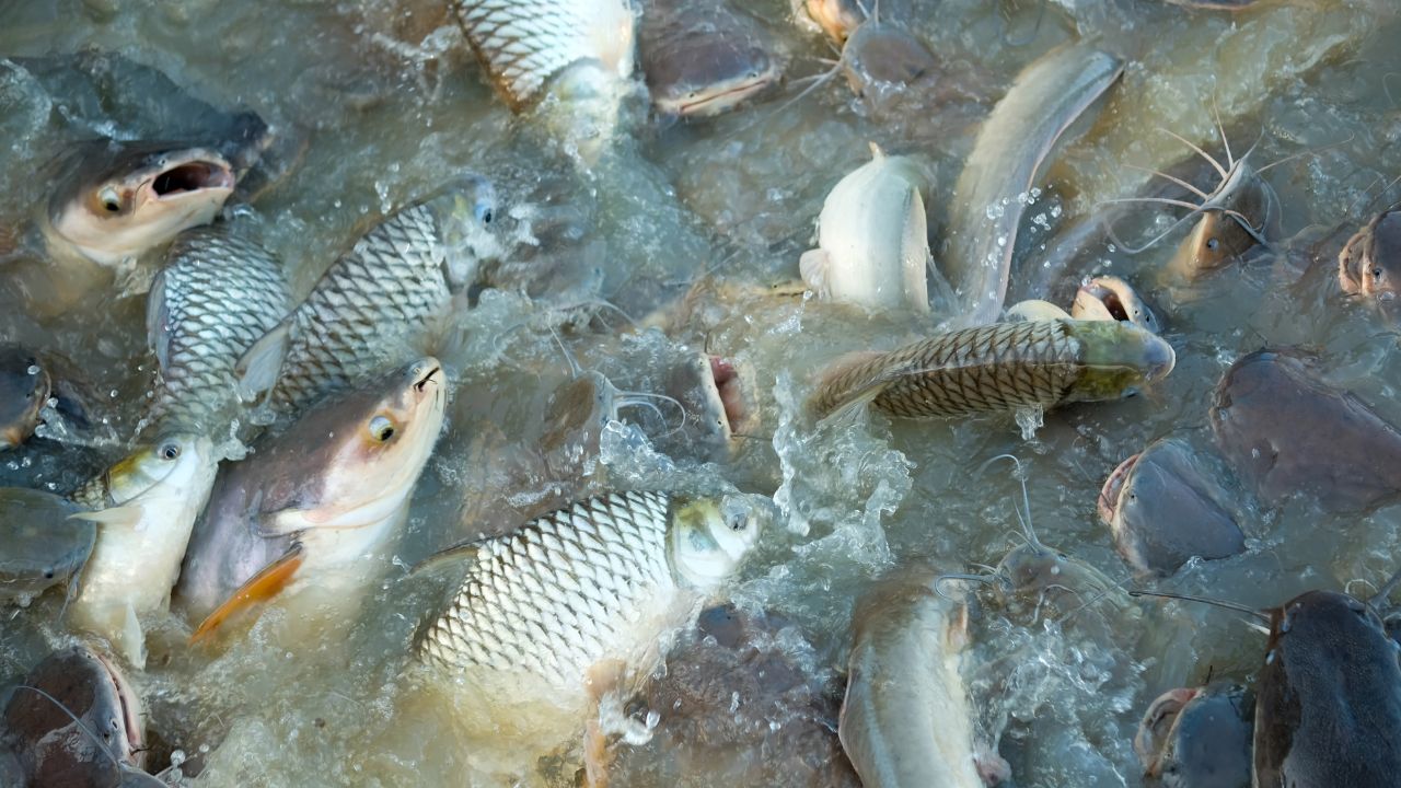 Fish Farming: सर्दी में ऐसे रखें मछलियों का खयाल, ठंड में भी बढ़ेगी ग्रोथ और होगी तगड़ी कमाई