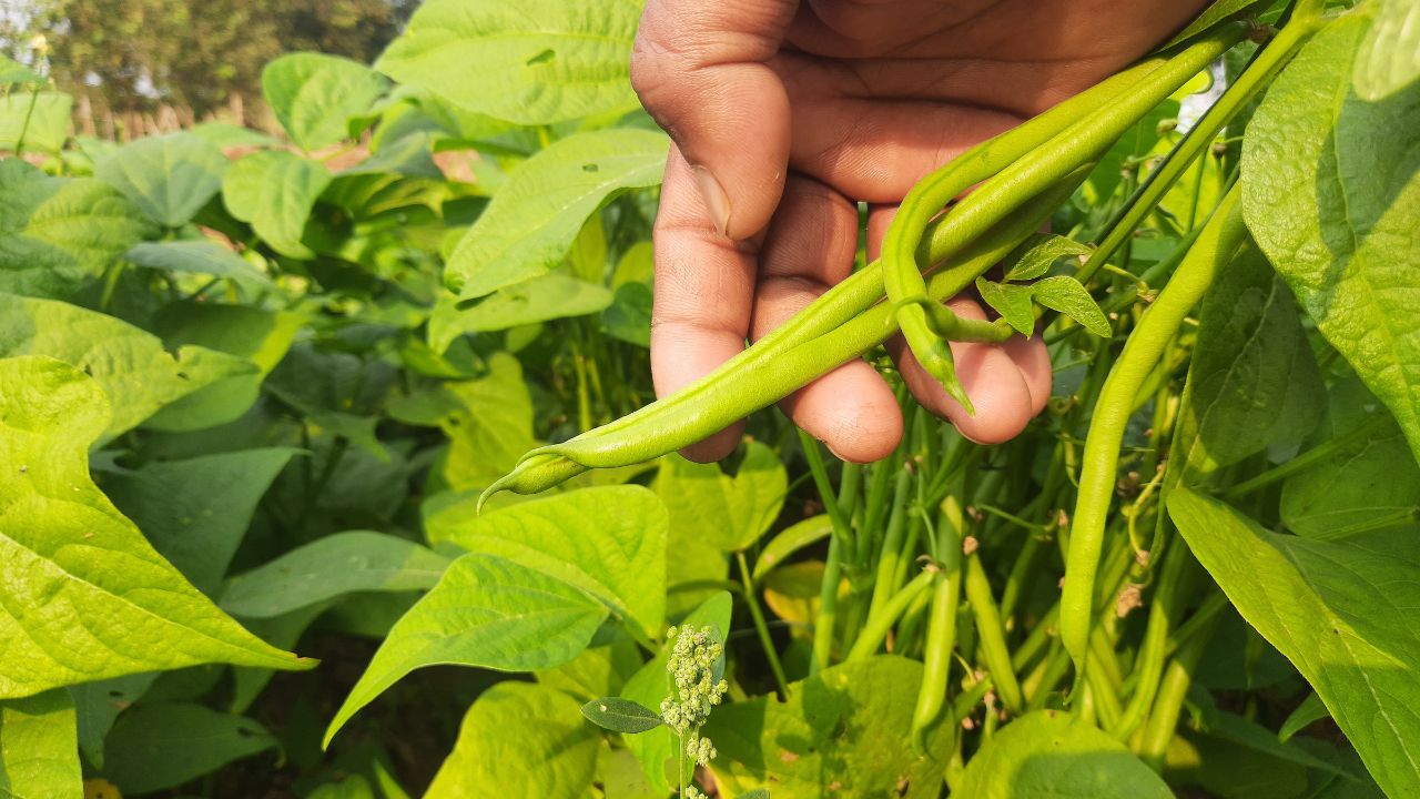 French Bean Farming: अक्टूबर में करें बीन्स की खेती, 6 महीने में किसान कर सकते हैं लाखों की कमाई