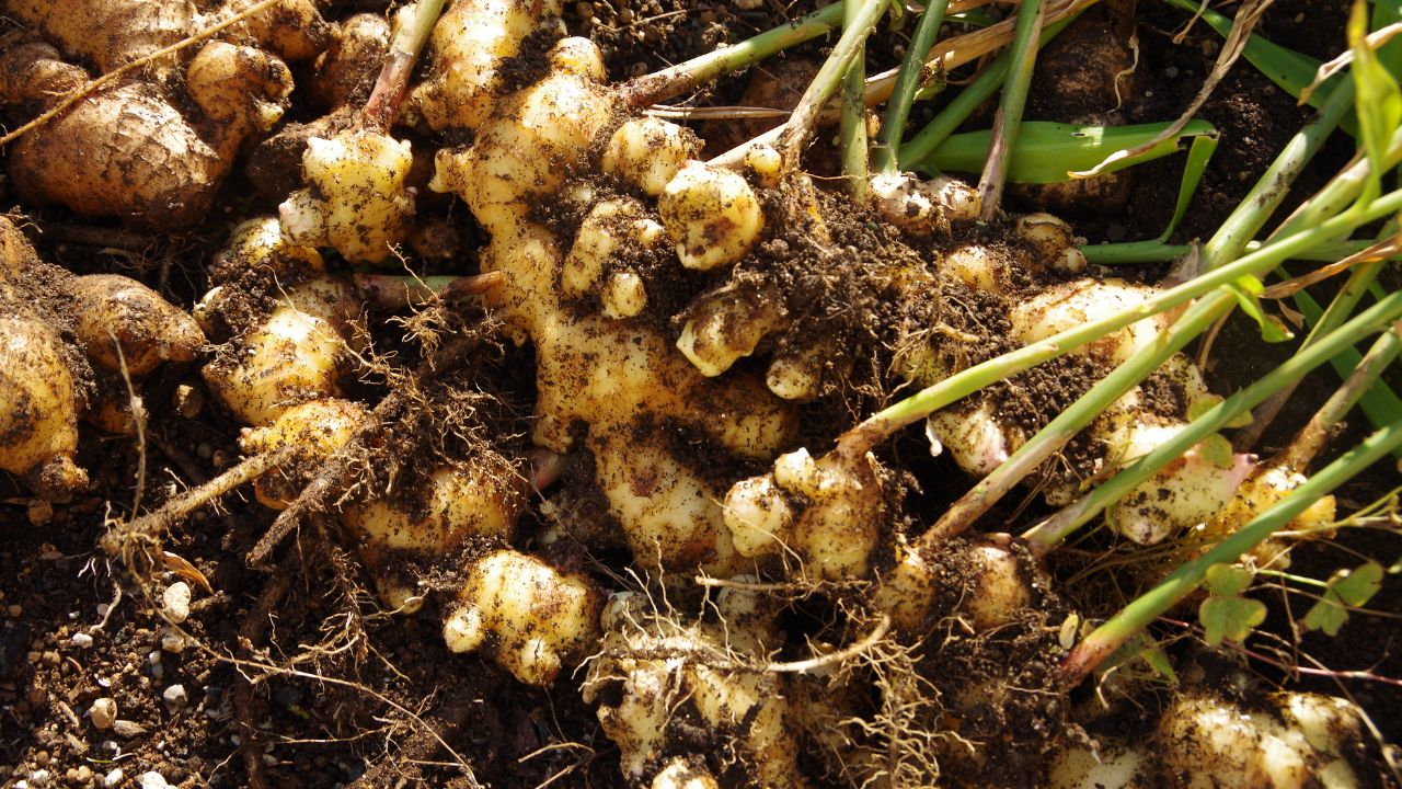 Gardening Tips: घर की बालकनी में ऐसे उगाएं ताजी अदरक, 4 महीने में मिल जाएगी शानदार फसल