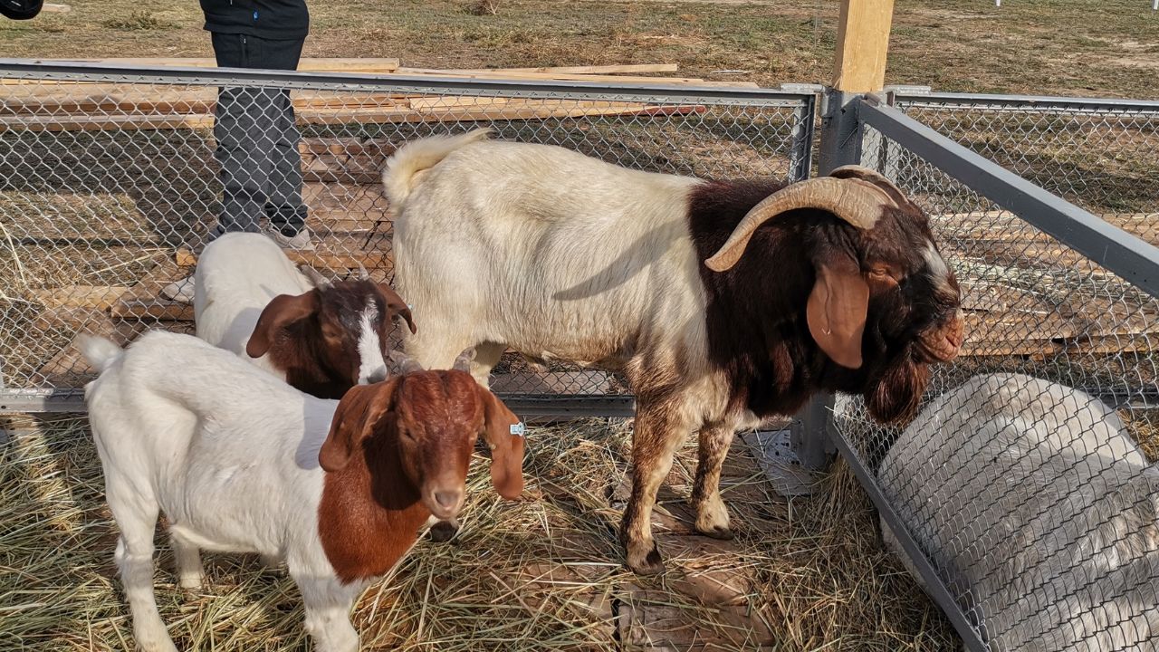 Goat Farming: सिर्फ 10 बकरियों से शुरू करें बिजनेस, जानिए सालभर में कितने लाख की होगी कमाई