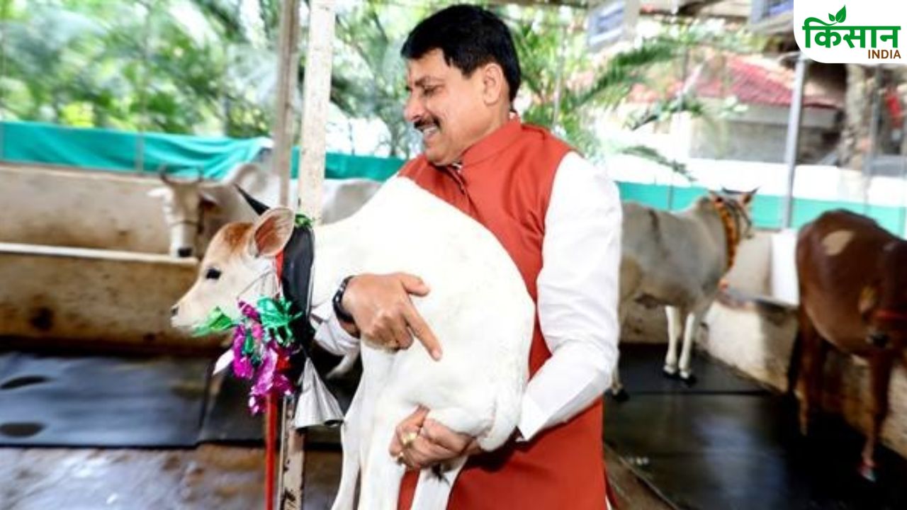 गोमांस रखने पर नियमों में बदलाव, मध्यप्रदेश ने बढ़ाई सख्ती.. जानिए सरकार ने क्या कहा