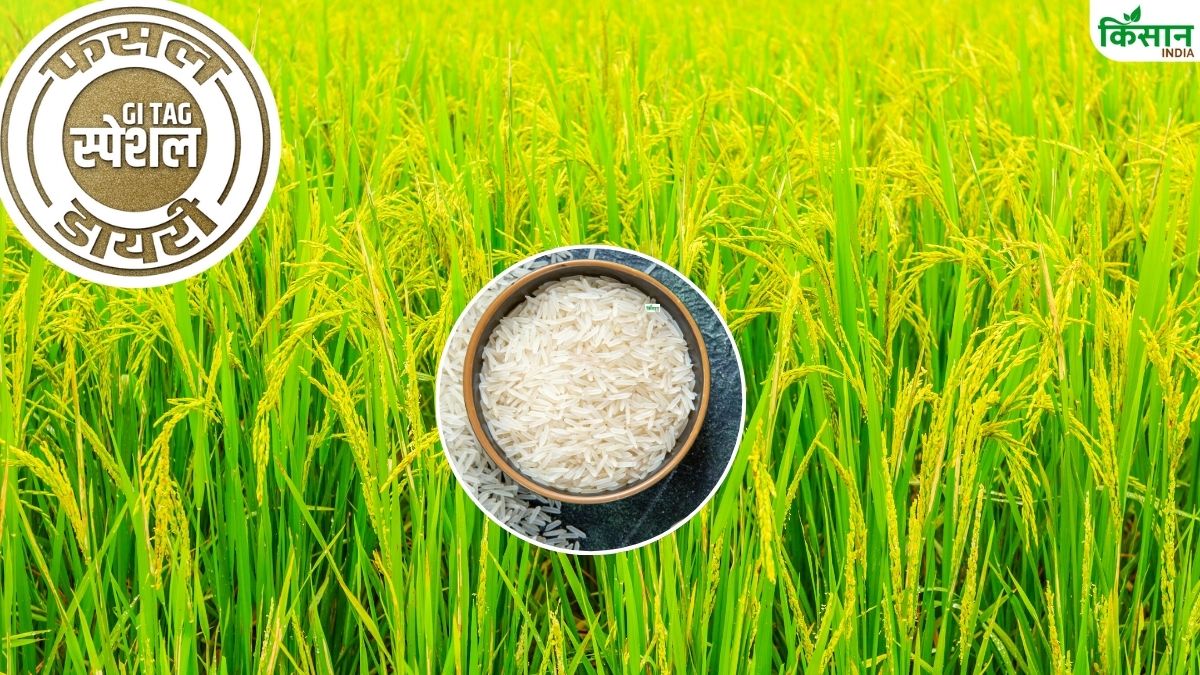बासमती से ज्यादा महंगा है यह धान, केवल जैविक तरीके से होती है खेती.. रासायनिक खाद हैं इसके दुश्मन