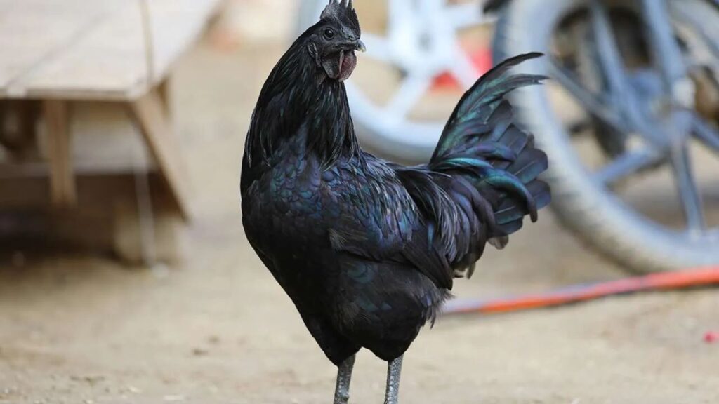 Poultry Farming: असिल, कड़कनाथ और अन्य देसी नस्लें सालभर 150 से 300 अंडे देने में सक्षम हैं. इनके अंडे और मांस की बाजार में हमेशा अच्छी कीमत मिलती है, जिससे किसान स्थायी आय प्राप्त कर सकते हैं. Poultry Farming: असिल, कड़कनाथ और अन्य देसी नस्लें सालभर 150 से 300 अंडे देने में सक्षम हैं. इनके अंडे और मांस की बाजार में हमेशा अच्छी कीमत मिलती है, जिससे किसान स्थायी आय प्राप्त कर सकते हैं.