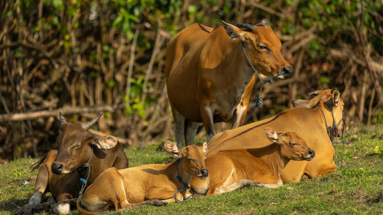 देशी नस्ल की कांकरेज गाय बनी किसानों की पहली पसंद, हर दिन देती है बाल्टी भरकर दूध