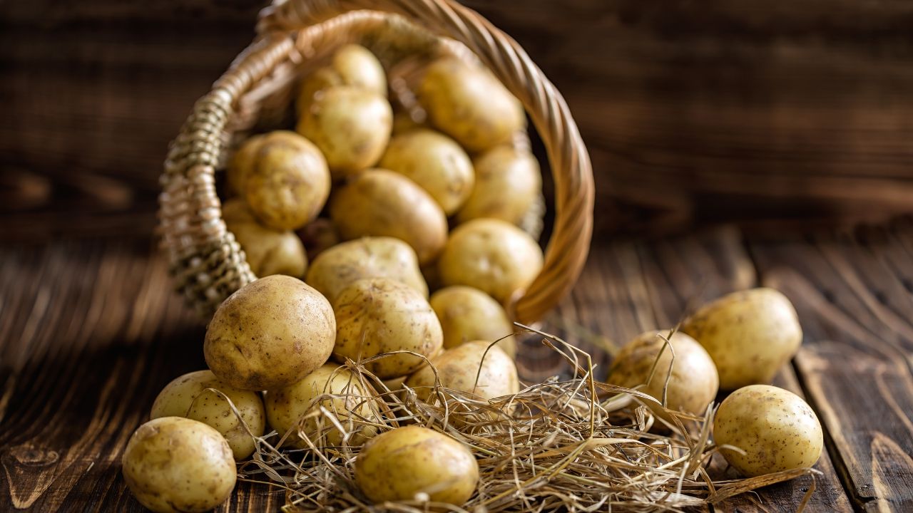 Potato Farming:  झुलसा रोग से लड़ने में सक्षम है आलू की ये किस्म, 90 दिनों में तैयार हो जाती है फसल