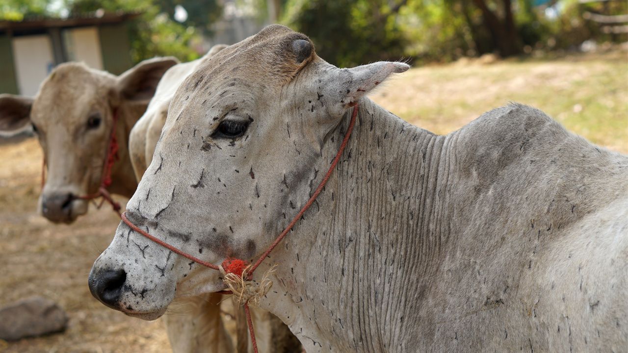 लंपी वायरस के अटैक से कैसे बचाएं अपने पशु, जानिए सरकार ने क्या दिए सुझाव