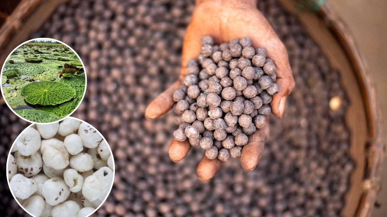 मछली के साथ तालाब में उगेगा सफेद सोना, यूपी के किसानों को करोड़पति बनाएगी मखाना की खेती