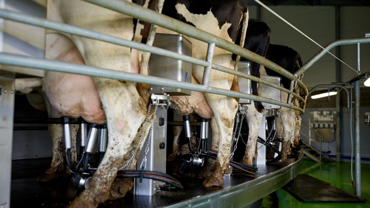 Milking Machine से मिनटों में दुहा जाएगा दूध, एक साथ कई भैसों को निकाला जा सकेगा दूध
