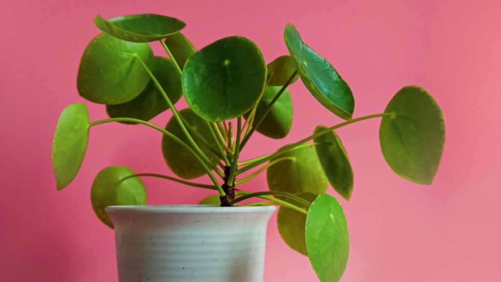 Money Plant – दिवाली से पहले घर में मनी प्लांट लगाना शुभ माना जाता है. यह पौधा कार्बन डाइऑक्साइड को अवशोषित कर हवा को शुद्ध बनाता है और घर में पॉजिटिव एनर्जी लाता है. Money Plant – दिवाली से पहले घर में मनी प्लांट लगाना शुभ माना जाता है. यह पौधा कार्बन डाइऑक्साइड को अवशोषित कर हवा को शुद्ध बनाता है और घर में पॉजिटिव एनर्जी लाता है.