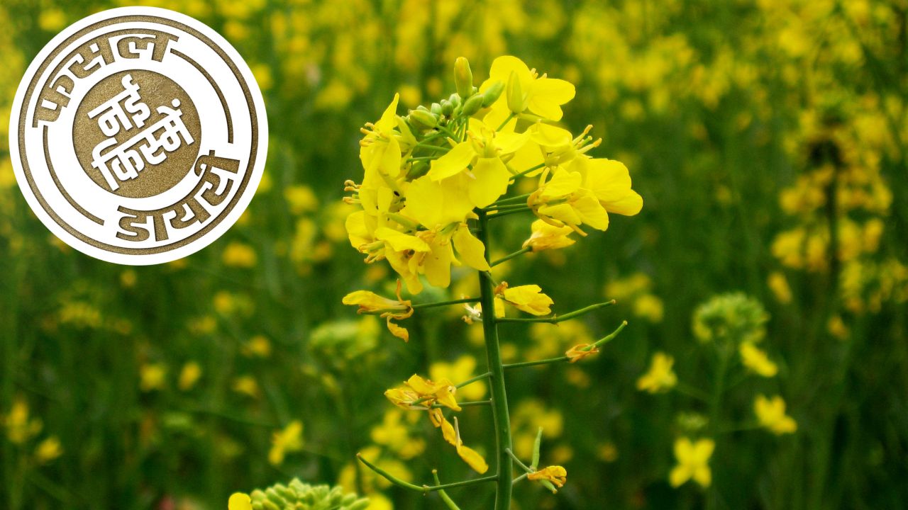 Mustard RH-1706- भूरे-काले रंग के बीज कराएंगे अच्छी पैदावार, यहां से ऑनलाइन मंगवाएं