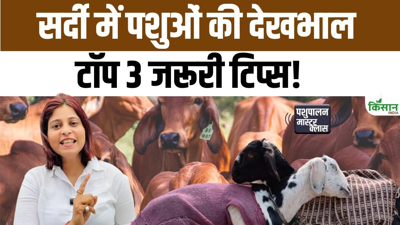 Animal Care: सर्दियों में पशु रहेंगे स्वस्थ और तंदरुस्त, नवंबर में इन बातों का रखें खयाल