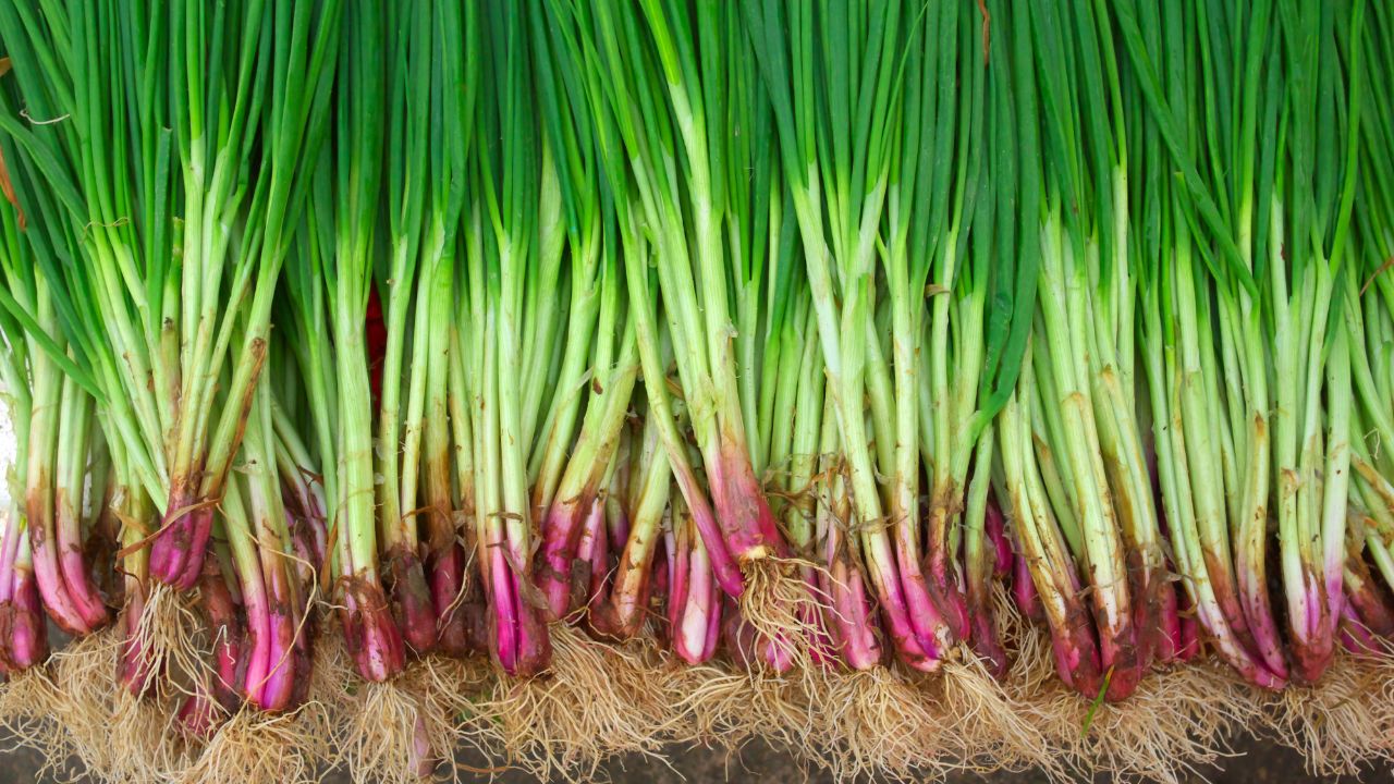 Onion Farming: प्याज की खेती के लिए चुनें उन्नत किस्में, बुवाई से पहले रखें कुछ खास बातों का खयाल