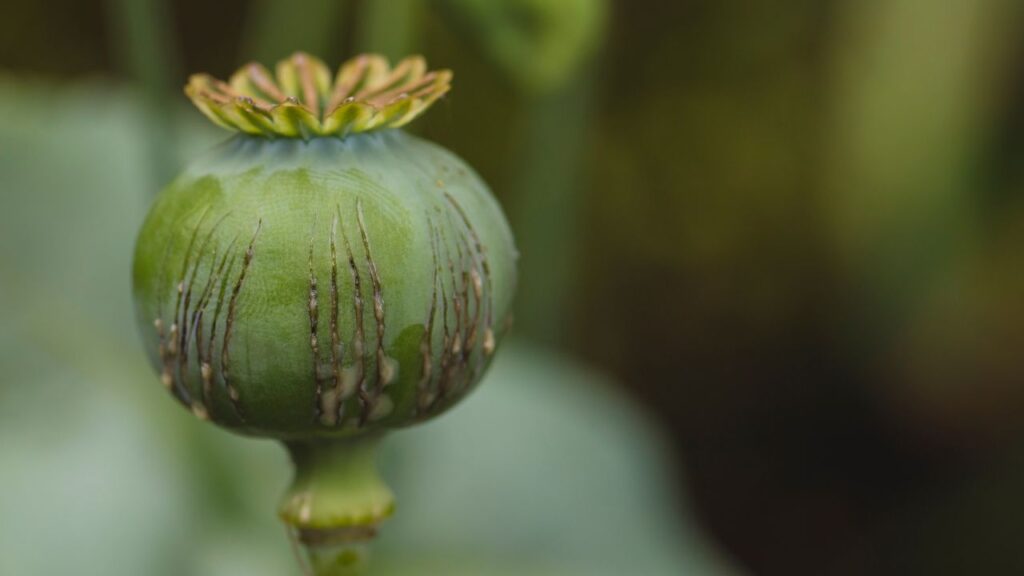 Opium Cultivation: अफीम की पैदावार मिट्टी और जलवायु पर निर्भर करती है. बुवाई अक्टूबर-नवंबर में होती है, जब मौसम ठंडा और नमी वाला होता है. इससे पौधों की वृद्धि बेहतर होती है. Opium Cultivation: अफीम की पैदावार मिट्टी और जलवायु पर निर्भर करती है. बुवाई अक्टूबर-नवंबर में होती है, जब मौसम ठंडा और नमी वाला होता है. इससे पौधों की वृद्धि बेहतर होती है.