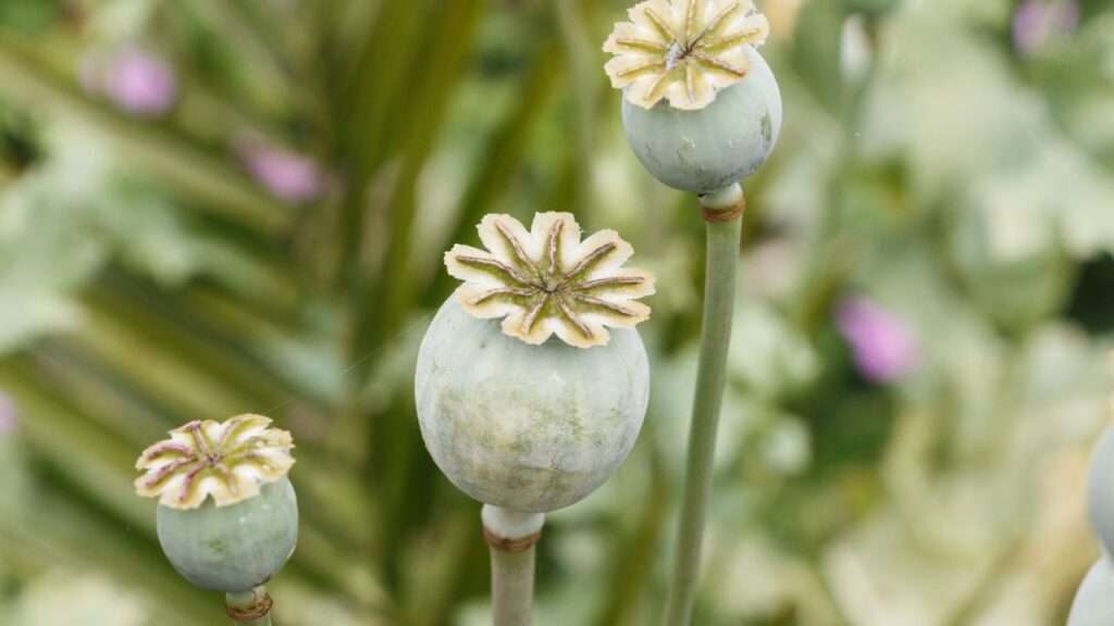 Opium Variety: जवाहर अफीम-539, जवाहर अफीम-16 और जवाहर अफीम-540 जैसी किस्में ज्यादा उत्पादन देती हैं. एक एकड़ में 2 किलो बीज लगते हैं और पौधों के बीच 30 सेंटीमीटर की दूरी रखनी चाहिए. Opium Variety: जवाहर अफीम-539, जवाहर अफीम-16 और जवाहर अफीम-540 जैसी किस्में ज्यादा उत्पादन देती हैं. एक एकड़ में 2 किलो बीज लगते हैं और पौधों के बीच 30 सेंटीमीटर की दूरी रखनी चाहिए.