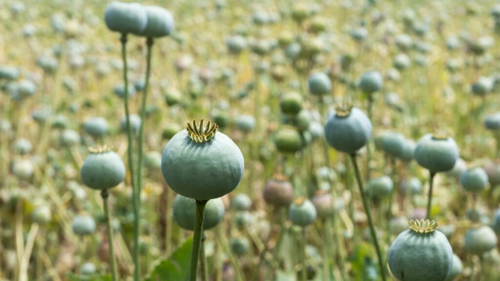 Opium Cultivation In India: यह फसल मुनाफेदार जरूर है, लेकिन कीट और रोगों से बहुत जल्दी प्रभावित होती है. इसलिए रोजाना खेत की निगरानी और हर 8-10 दिन में कीटनाशक छिड़काव जरूरी होता है. Opium Cultivation In India: यह फसल मुनाफेदार जरूर है, लेकिन कीट और रोगों से बहुत जल्दी प्रभावित होती है. इसलिए रोजाना खेत की निगरानी और हर 8-10 दिन में कीटनाशक छिड़काव जरूरी होता है.