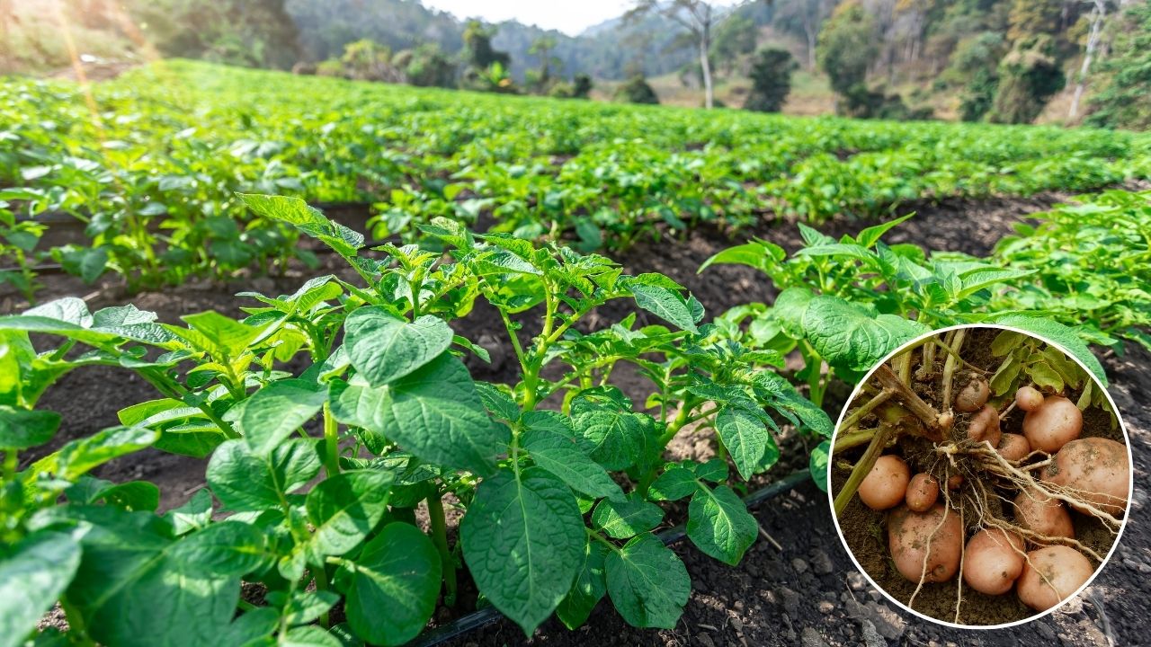 आलू के साथ करें इस फसल की बुवाई, मिट्टी में आ जाएगी जान.. दोगुनी होगी इनकम