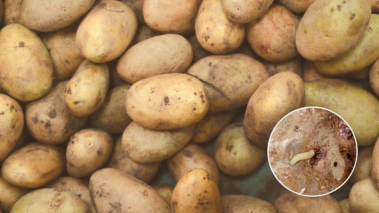 आलू के तनों में सुरंग बना देता है ये खतरनाक कीट, लक्षण दिखाई देते ही तुरंत करें कीटनाशक का छिड़काव