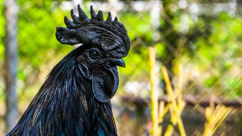 Kadaknath Breed: कड़कनाथ नस्ल का मांस बाजार में उच्च दाम पर बिकता है और अंडों की कीमत 15 से 20 रुपये प्रति अंडा तक होती है. यही कारण है कि किसान धीरे-धीरे इस नस्ल की ओर आकर्षित हो रहे हैं. Kadaknath Breed: कड़कनाथ नस्ल का मांस बाजार में उच्च दाम पर बिकता है और अंडों की कीमत 15 से 20 रुपये प्रति अंडा तक होती है. यही कारण है कि किसान धीरे-धीरे इस नस्ल की ओर आकर्षित हो रहे हैं.
