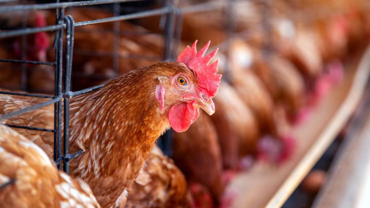 कम निवेश, ज्यादा मुनाफा! इन 2 मुर्गियों से शुरू करें Poultry Farming, मीट-अंडे से होगी छप्परफाड़ कमाई!