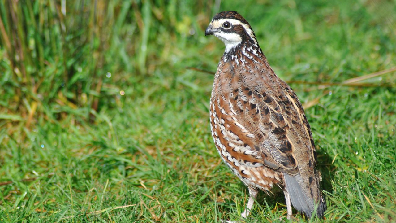Quail Farming: कम लागत में शुरू करें बटेर पालन, अंडे और मांस से बनेगा मुनाफे का बिजनेस