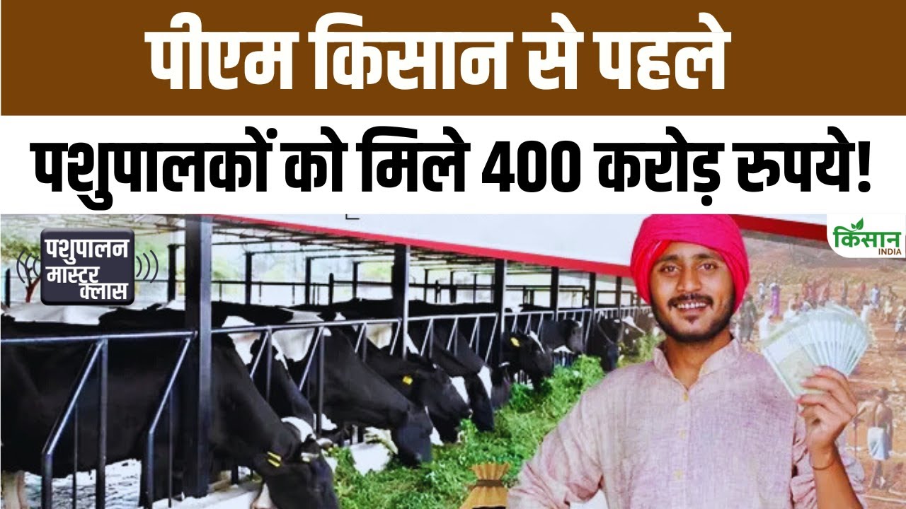 मुख्यमंत्री मंगला पशु बीमा योजना से पशुपालकों को बड़ी राहत, राजस्थान में 21 लाख पशुओं का होगा फ्री बीमा
