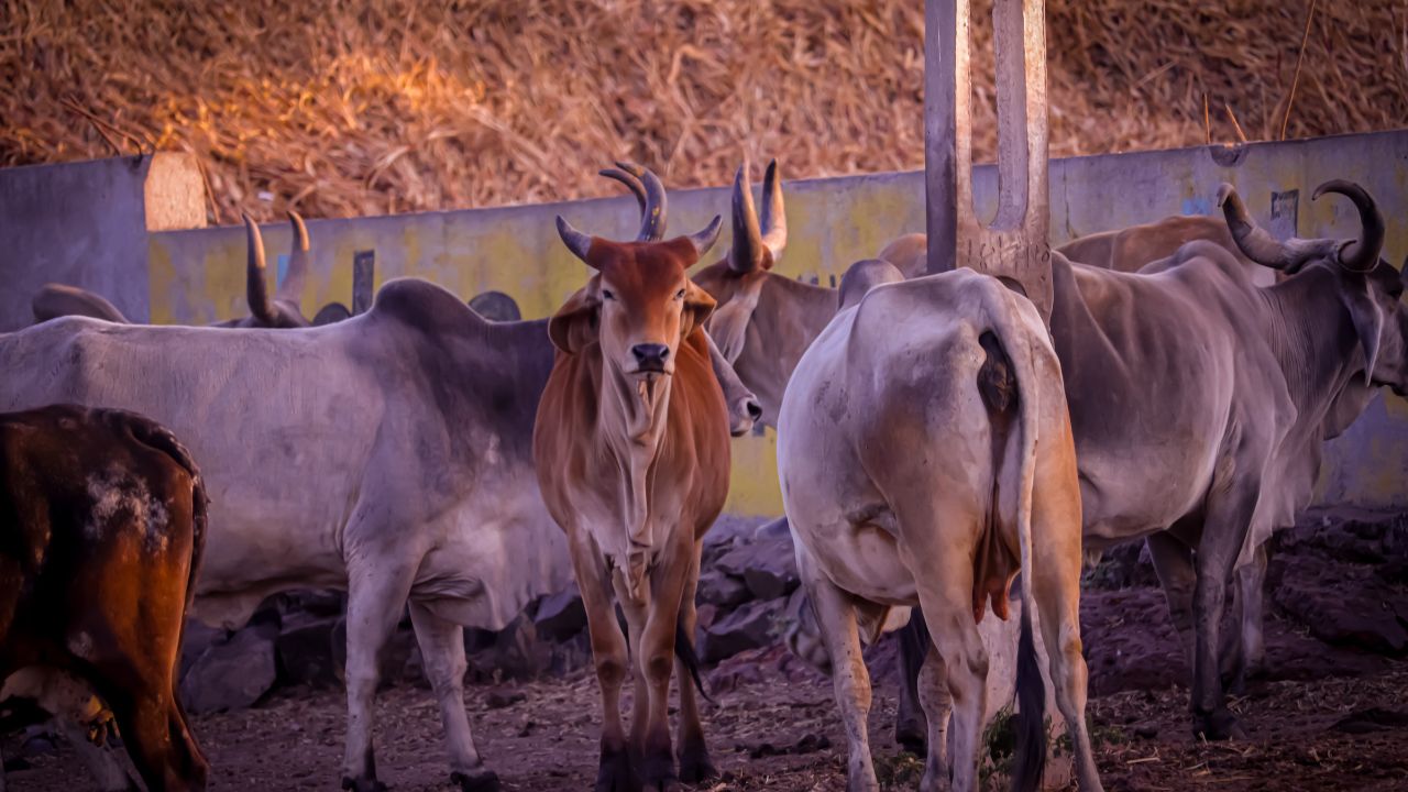 अब गर्भपात का डर नहीं, गायों की देखभाल और पोषण से सुरक्षित गर्भधारण का तरीका जानें