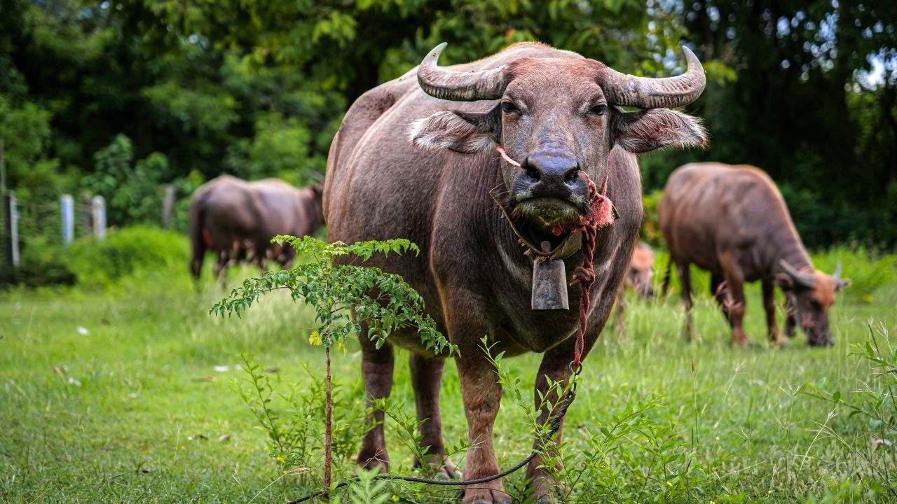 51 लाख की भैंस रोज देती है 33 लीटर दूध, जानिए क्या है इसकी कमाल की खासियत