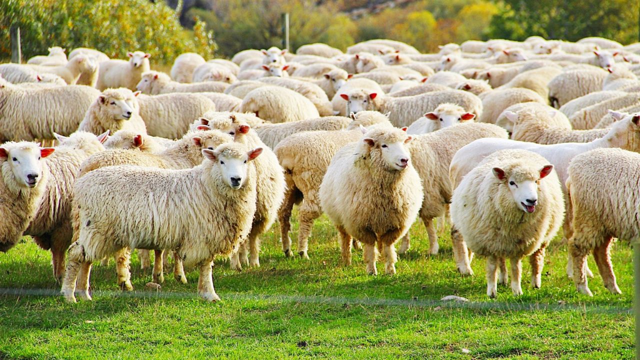 Sheep Farming : छोटे बजट में शुरू करें भेड़ पालन और बढ़ाएं इनकम, जानें स्टेप बाय स्टेप तरीका
