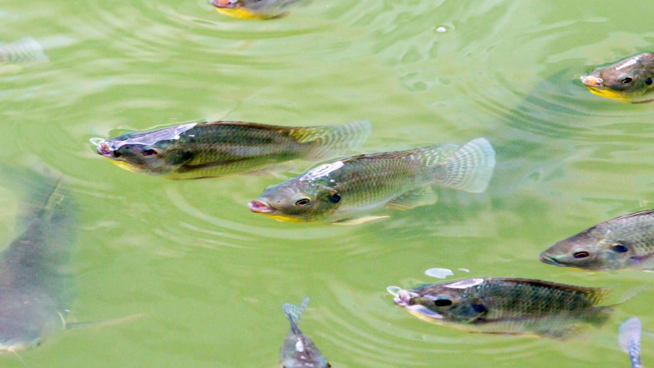 3 लेयर फार्मिंग सिस्टम से बढ़ाएं इनकम, अब एक साथ करें बकरी, मुर्गी और मछली का पालन
