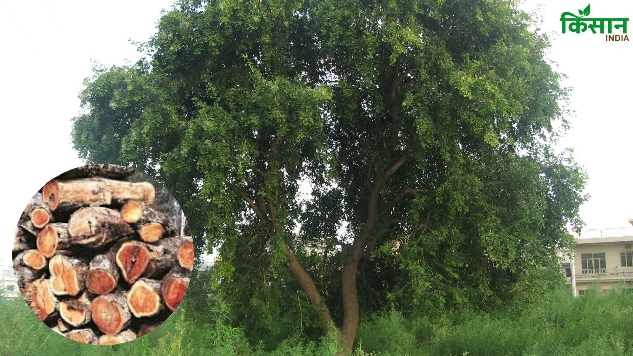 खेत बनेगा ग्रीन एटीएम.. लाखों में बिकता है ये पेड़, किसानों को होगा करोड़ों का मुनाफा
