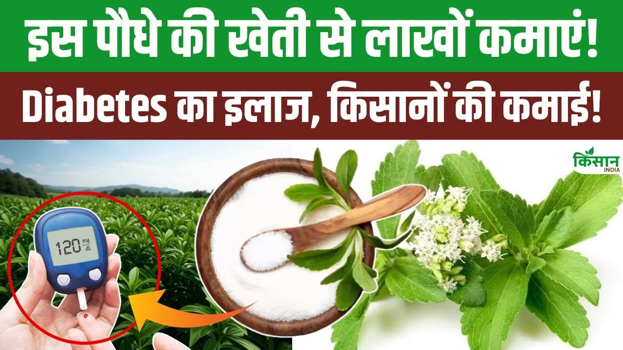 किसानों के लिए काम की है इस औषधीय पौधे की खेती, डायिबिटीज रोगियों के लिए है रामबाण