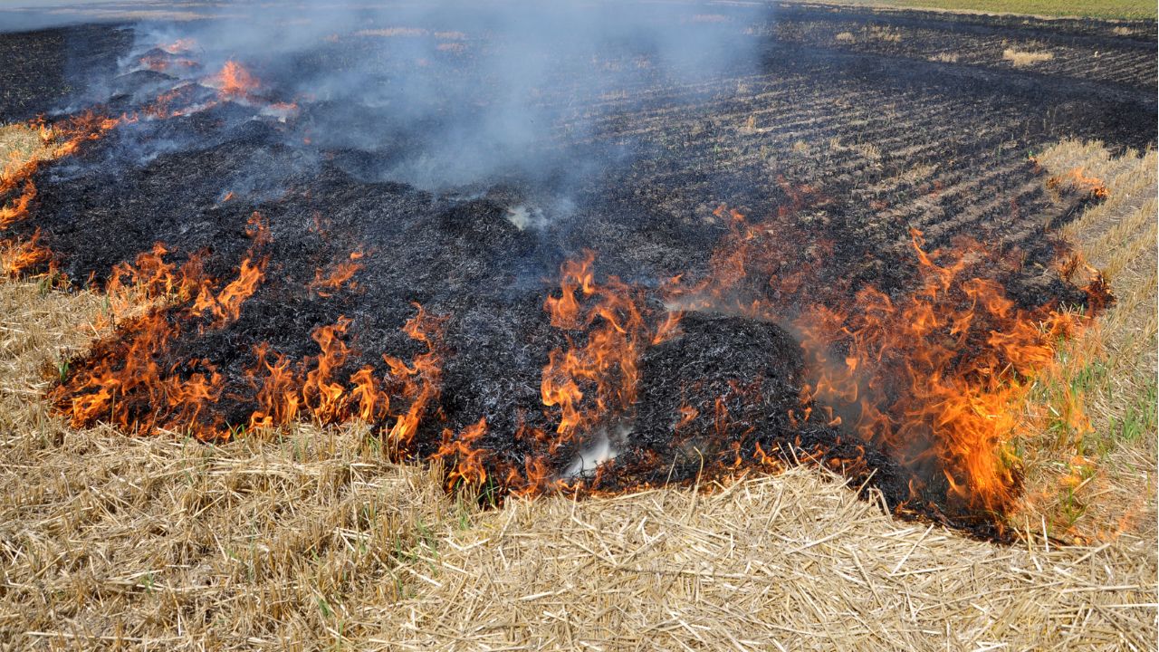 Stubble Burning: कलेक्टर ने बढ़ाई सख्ती, खेतों में आग लगाने वालों पर लगेगा इनवॉयरमेंट फाइन
