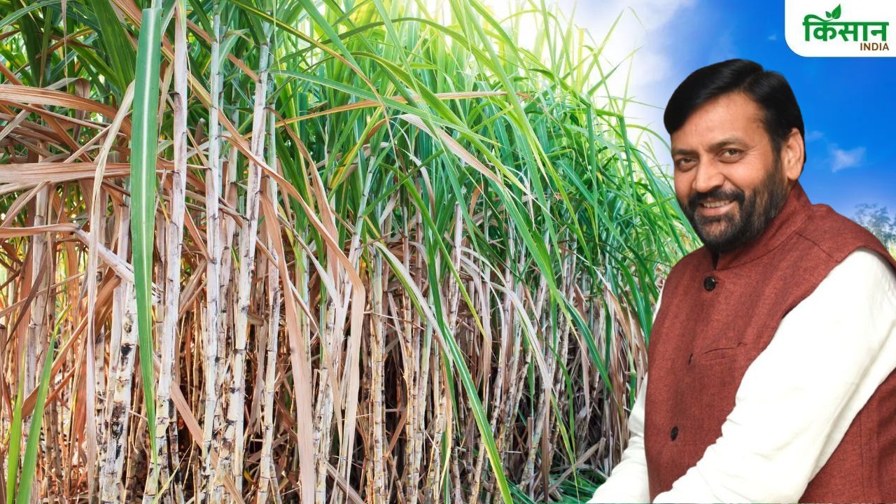 दीवाली पर किसानों के लिए बड़ा फैसला, हरियाणा सरकार ने गन्ने का दाम बढ़ाकर 415 रुपये किया