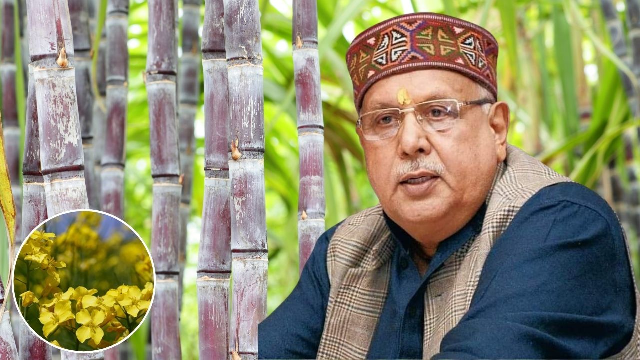 गन्ने के साथ सरसों की खेती से दोगुनी कमाई करेंगे यूपी के किसान, मुफ्त बीज दे रही सरकार