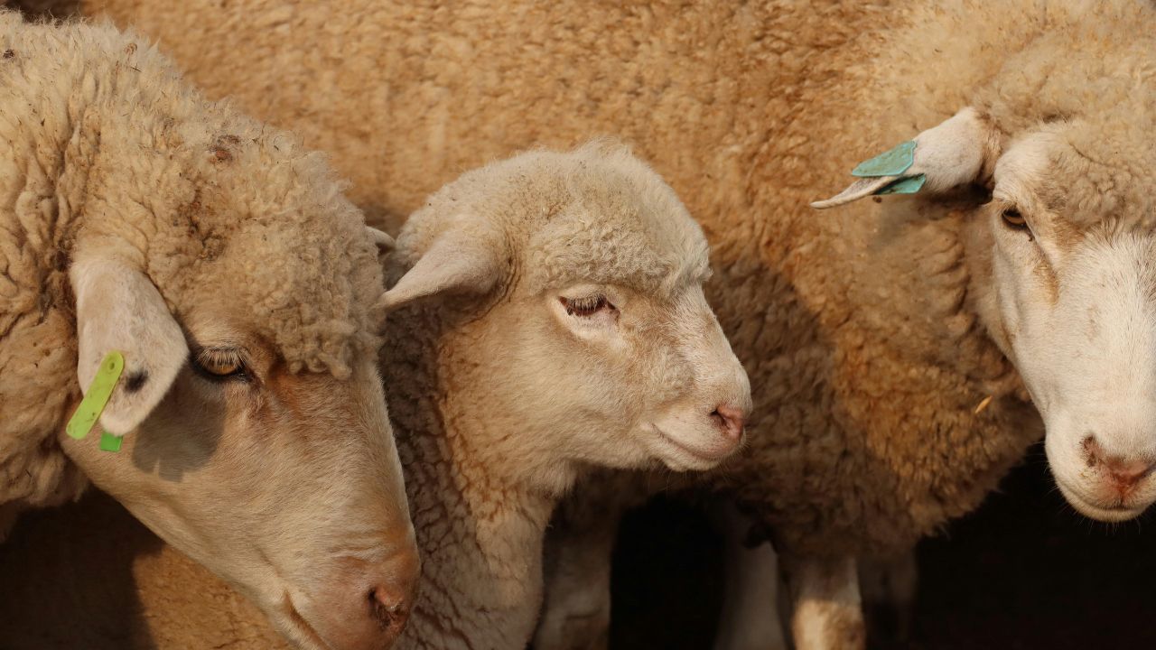 Sheep Farming: कम खर्च में लाखों की कमाई चाहते हैं? भेड़ की ये नस्लें बदल देंगी किस्मत!