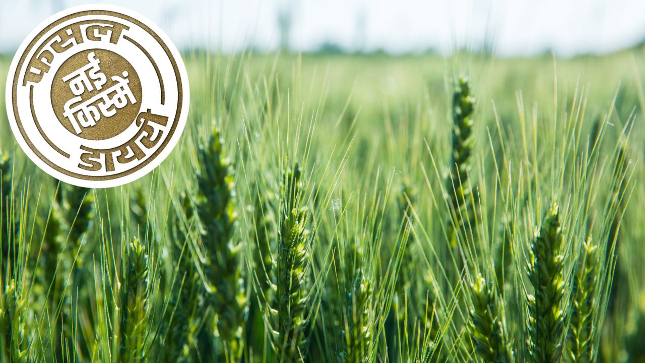 Wheat VL-967: गेहूं की ये अगेती किस्म देती है कम खर्च में ज्यादा उपज, जानिए कहां मिलेगा बीज