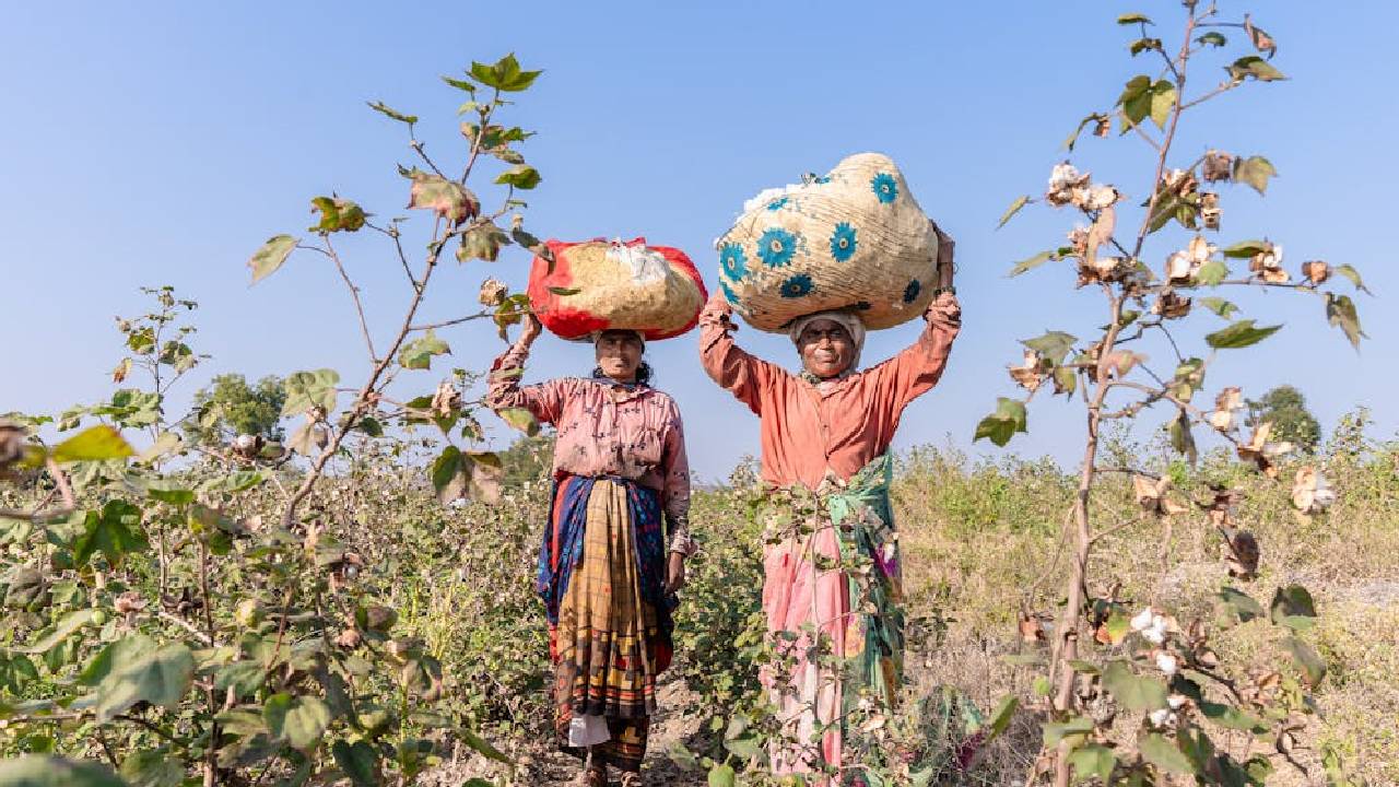 बारिश और नमी से बढ़ी कपास किसानों की मुश्किलें, तेलंगाना सरकार ने केंद्र से की खास मांग