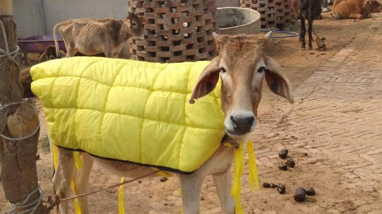 ठंड में पशुधन बीमार न हों, ऐसे करें देखभाल और खुराक में बदलाव