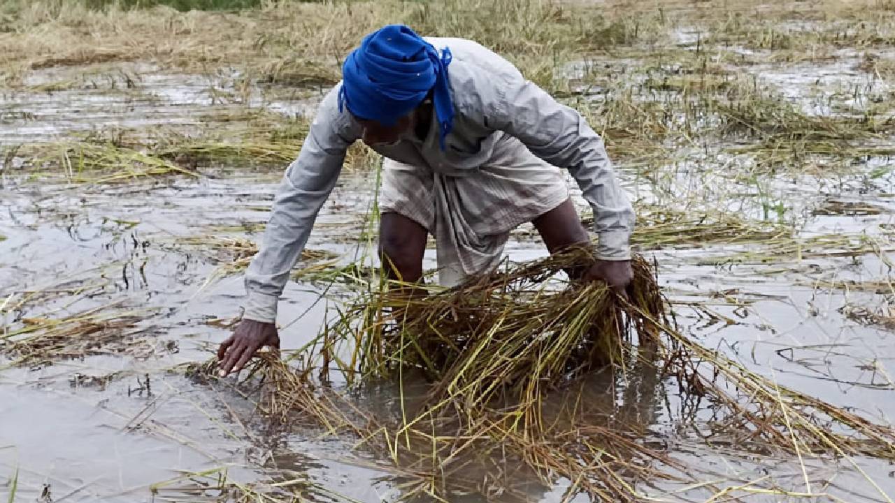 गुजरात ने जारी किया 947 करोड़ रुपये का फसल नुकसान पैकेज, इन 5 जिलों को मिलेगा फायदा