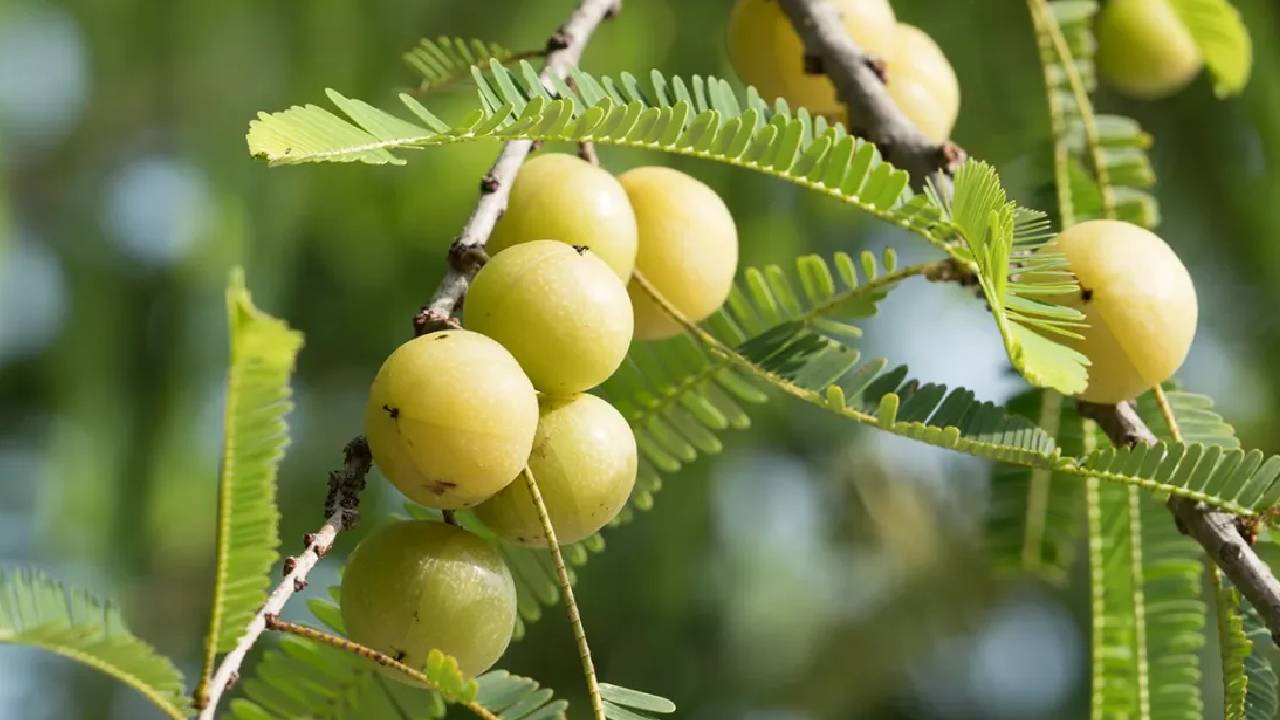 आंवला की खेती में छुपे ये 8 बड़े दुश्मन, समय रहते नहीं संभले तो चौपट हो सकती है फसल