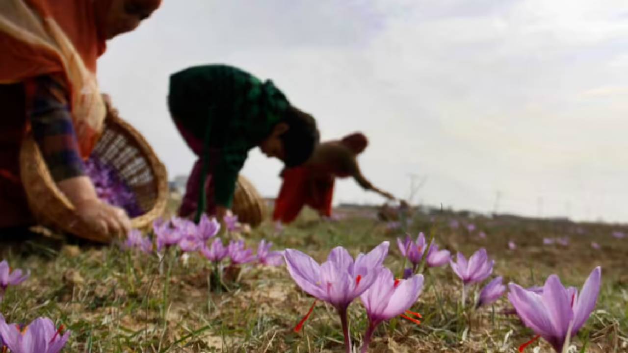 कश्मीर में सूने पड़े केसर के खेत, सिर्फ 15 फीसदी फूलों ने तोड़ी किसानों की उम्मीदें